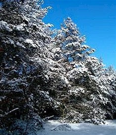Winter Woodlands Whisper™ - Fragrance Oil